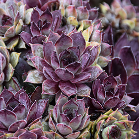 Plant Photo 3