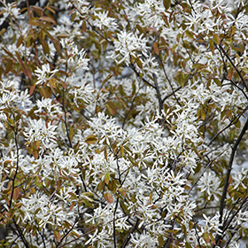 Plant Photo 2