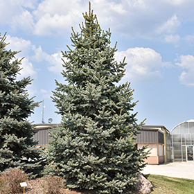 Plant Photo 4