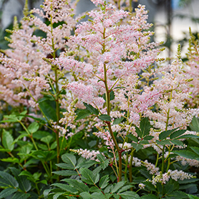 Plant Photo 2