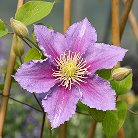 Plant Photo 6