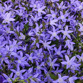 Plant Photo 7