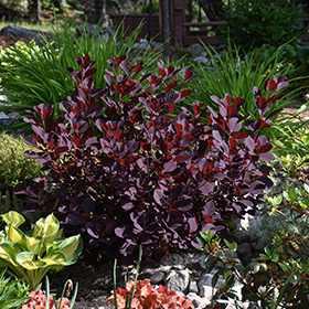 Plant Photo 7