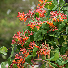 Plant Photo 6