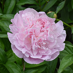 Plant Photo 7
