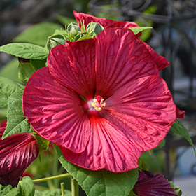 Plant Photo 8