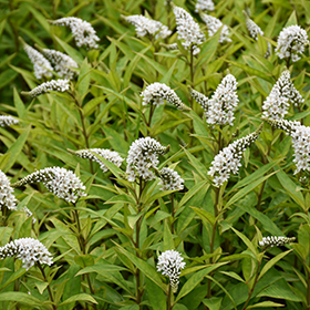 Plant Photo 4