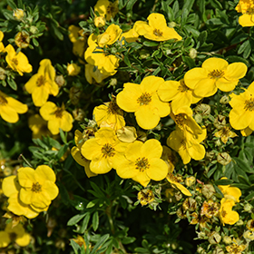 Plant Photo 4