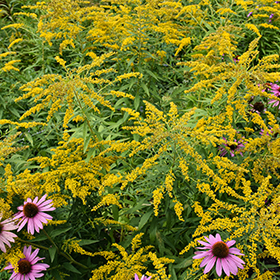 Plant Photo 3