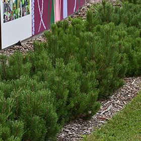 Plant Photo 9