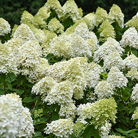 Plant Photo 6