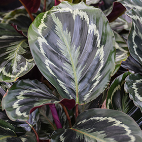 Plant Photo 7