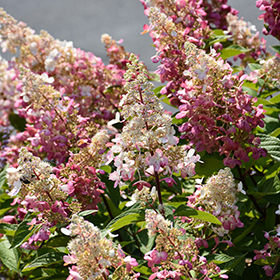 Plant Photo 3