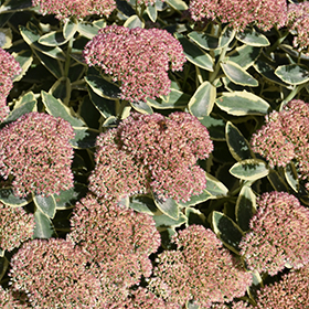 Plant Photo 10