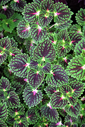 ColorBlaze Strawberry Drop Coleus (Solenostemon scutellarioides