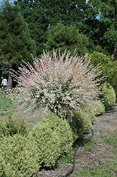 Tricolor Willow (tree form) (Salix integra 'Hakuro Nishiki (tree