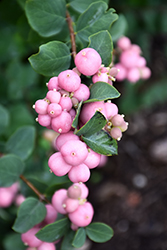 Pinky Promise Snowberry (Symphoricarpos 'Kolmpica') in Welland St